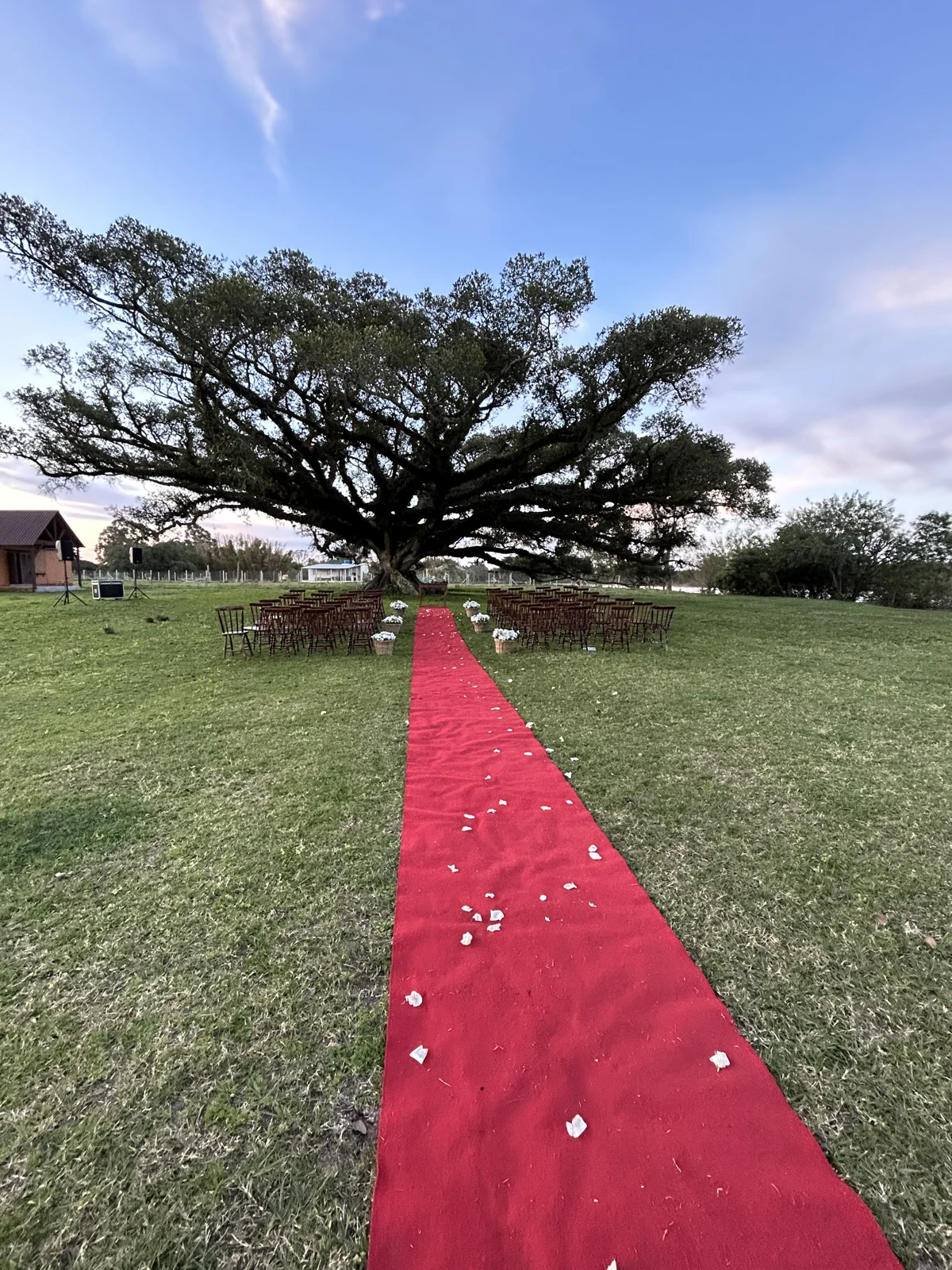 Caminho de cerimônia e cadeiras sob a árvore no jardim